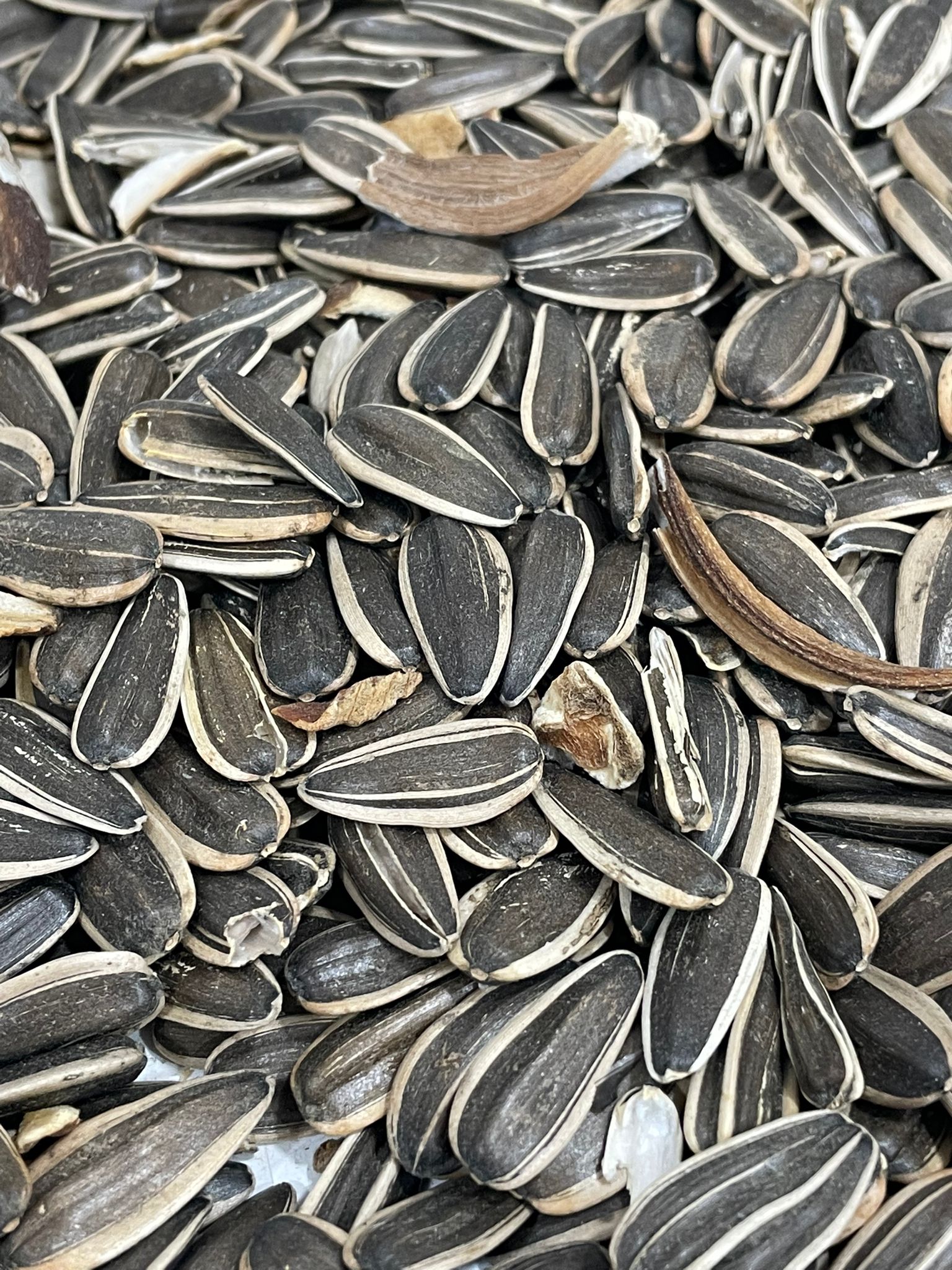 Naturel Siyah Ayçekirdeği