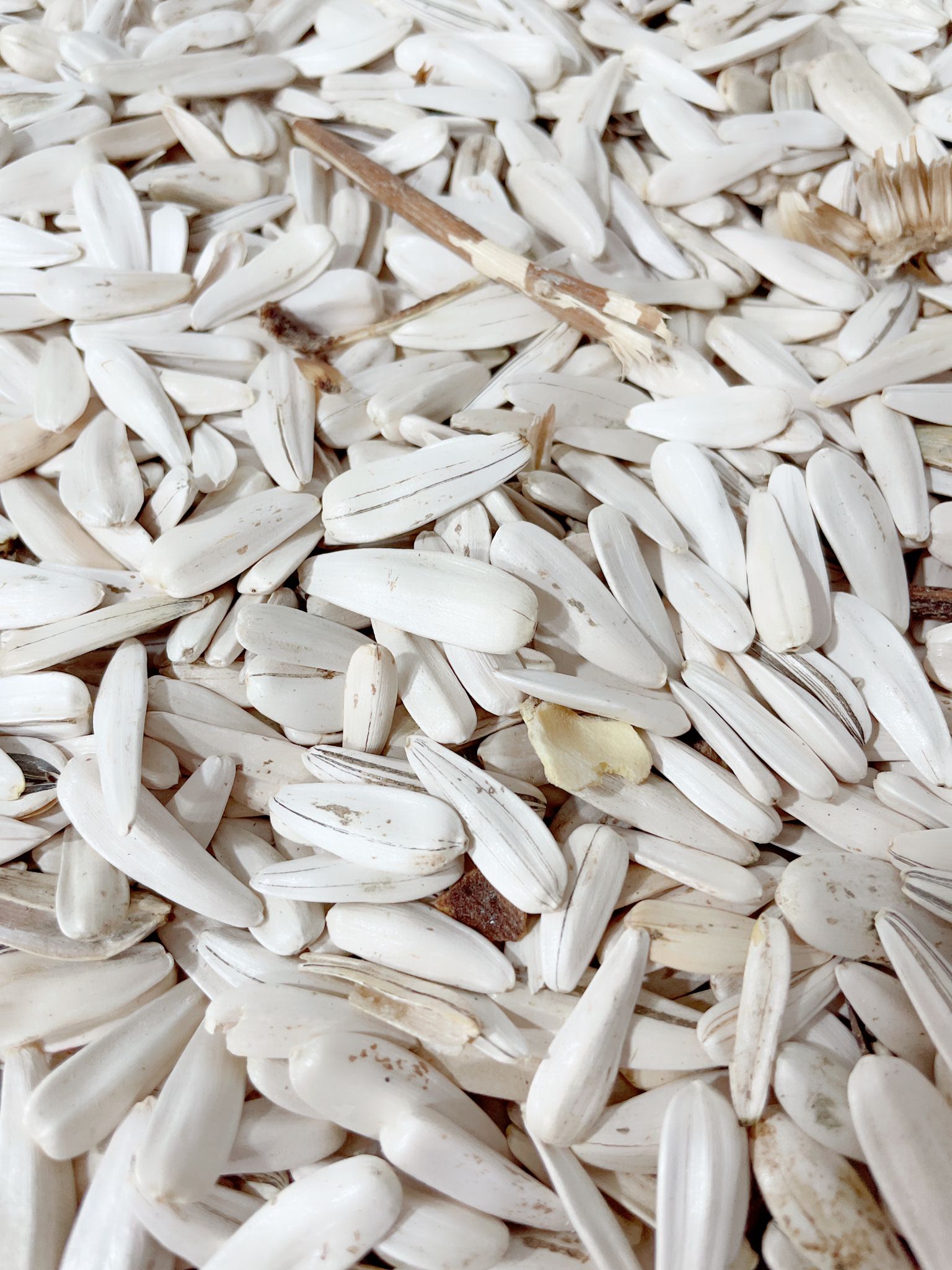 Naturel Beyaz Ayçekirdeği